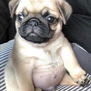 Meet your Posher, Eleni